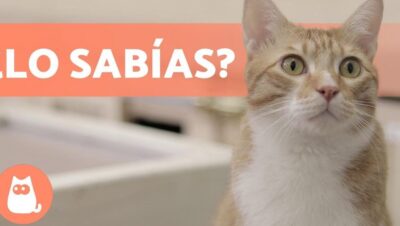 adoptar gato