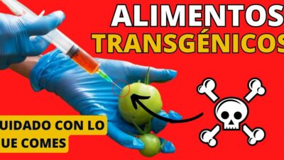 alimentos transgenicos