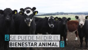 bienestar animal