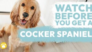 cocker spaniel