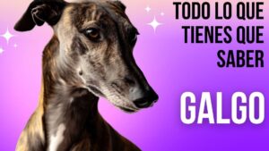 contras galgo