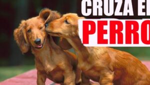 cruzar perro