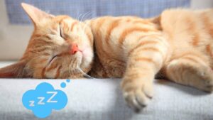 dormir gato