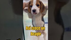 el beagle
