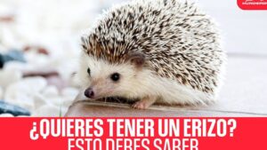erizo mascota