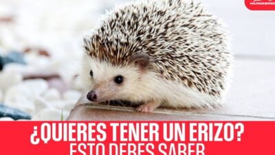 erizo mascota