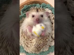 erizo mascota