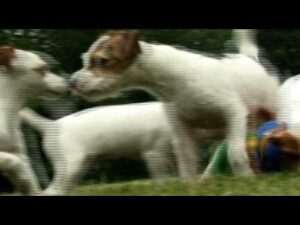 jack russell