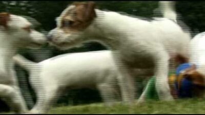 jack russell