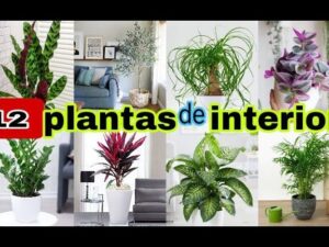 plantas dormitorio