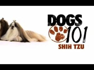 shih tzu