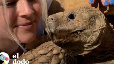 tortuga mascota