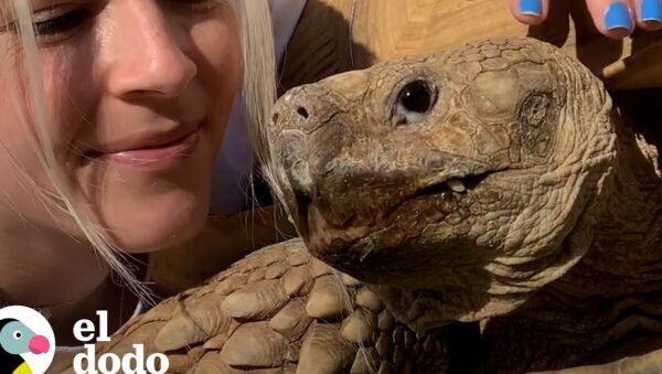 tortuga mascota