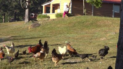 vivir campo