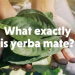 Pros y contras de tomar yerba mate: 7 datos esenciales