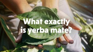 yerba mate